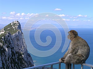 Monkey on Railing in Gibraltar