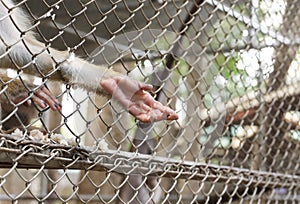 Monkey reaching its hand out from a cage