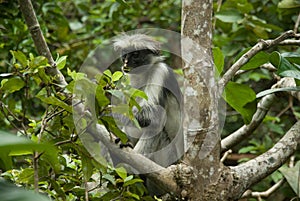 Monkey Red Colobus Animal Mammal Wildlife Jozani Zanzibar Tanzania