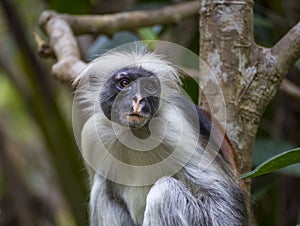 Monkey Red Colobus in forest. Zanzibar