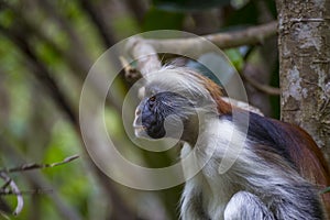 Monkey Red Colobus in forest. Zanzibar