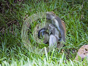 Monkey Red Colobus in forest. Zanzibar