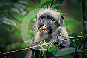 Monkey red colobus, surprise, endemic