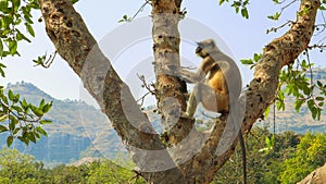 A monkey relaxing on a tree branch with blue sky in background