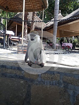 Monkey Resort water hawassa ethiopia
