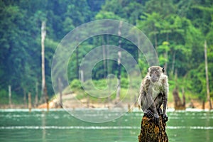 A monkey is resting after a bath in the lake. photo