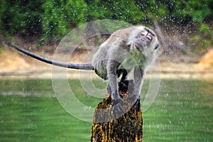 A monkey is resting after a bath in the lake. photo