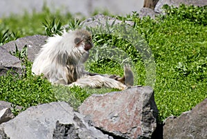 Monkey resting outdoors