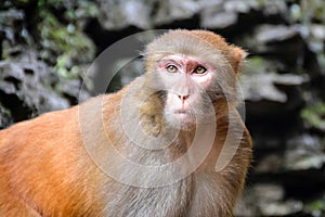 Monkey, Rhesus Macaque, Old World monkey, China