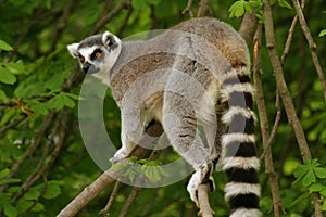 Monkey Ring-tailed Lemur