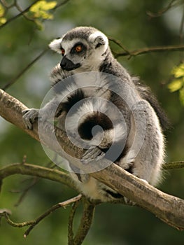 Monkey Ring-tailed Lemur