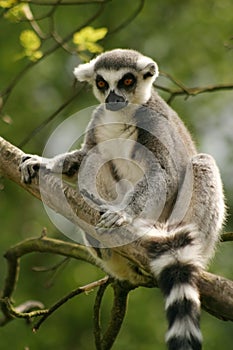 Monkey Ring-tailed Lemur