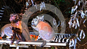 Monkey and Ring-tailed lemur are eating