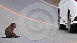 Monkey on the road in the national park.	