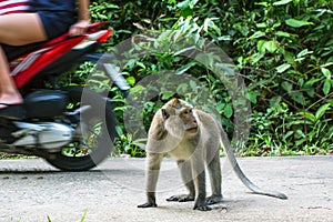 Monkey on the road, passing motorbikes. Nature.