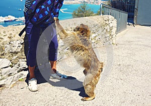 Monkey robs a tourist and grabbing a backpack in search of food. Gibraltar, United Kingdom