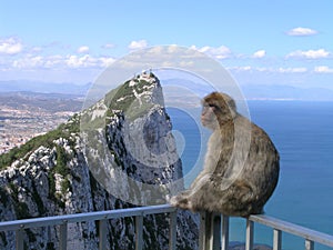 Monkey at the Rock of Gibraltar photo