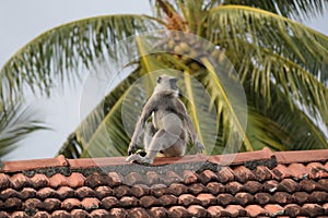 Monkey on the roof.