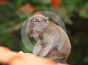 Monkey on roof