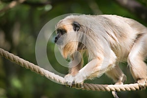 Monkey climbing on rope with green background photo