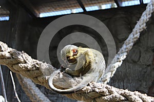 Monkey on a rope holding his tail