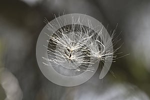 Monkey Rope Vine seeds