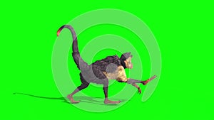 Monkey Runcycle Side Green Screen 3D Rendering Animation