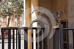 Monkey runs across a turnstyle, making off with stealing someones food in Jaipur, India