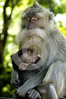 Monkey with it's child