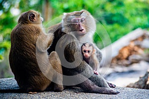 Monkey\'s family in Thailand. Macaca leonina. Northern Pig-tailed Macaque