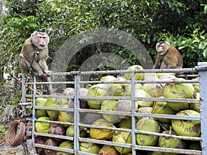A monkey`s finished harvesting coconuts. Surat Thani, southern Thailand