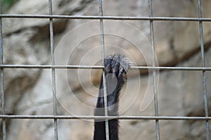 Monkey`s paw on cage bars