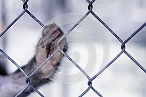 Monkey`s paw on the cage. A wild beast devoid of will. The GreenPeace concept.