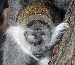 Monkey`s peacefull head with closed eyes close-up photo