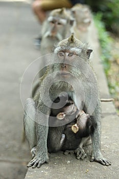 Monkey in the Sacred Forest Sanctuary, Bali