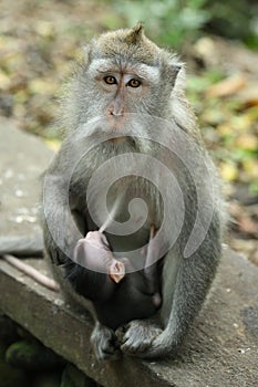 Monkey in the Sacred Forest Sanctuary, Bali