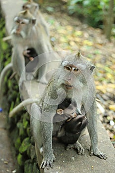 Monkey in the Sacred Forest Sanctuary, Bali