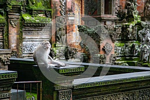 Monkey in Sacred Monkey Forest, Ubud, Bali, Indonesia