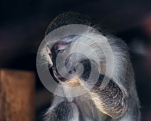 Monkey sad looking down