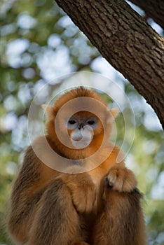 Monkey in sad mood