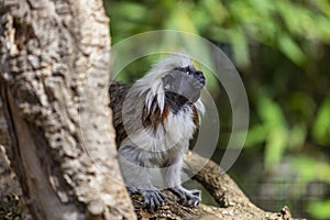 Monkey Saguinus oedipus in zoo