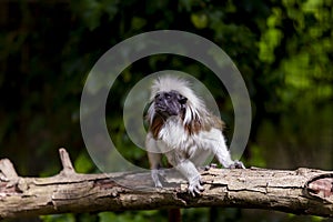 Monkey Saguinus oedipus in zoo photo