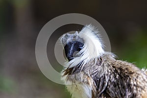 Monkey Saguinus oedipus in zoo photo