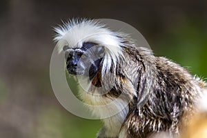 Monkey Saguinus oedipus in zoo photo