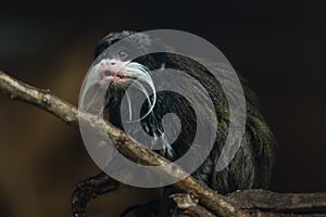 Monkey Saguinus oedipus in zoo photo