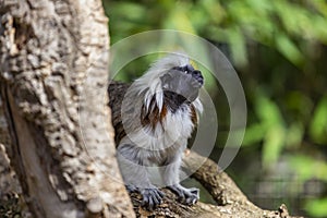 Monkey Saguinus oedipus in zoo photo