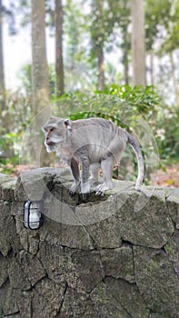 monkey in sangeh forest bali