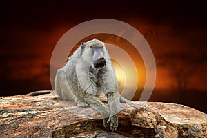 Monkey on savanna landscape background and Mount Kilimanjaro at sunset