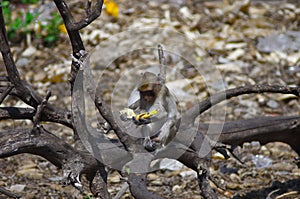 Monkey with scraps in monastery