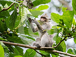 A monkey in the secred monkey forest in Ubud, Bali Indonesia eating a leaf